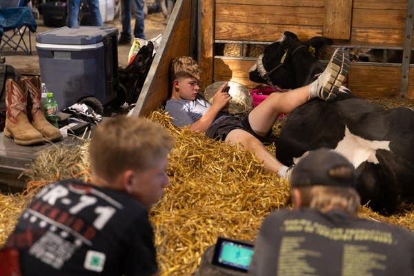 people laying down with a cow 