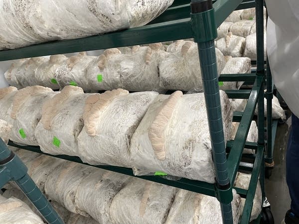 Lion’s Mane mushrooms grow on green metal shelves.
