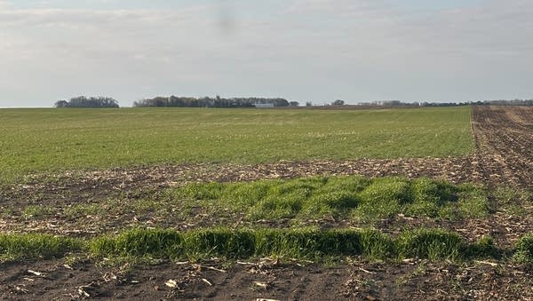 A field of cereal rye