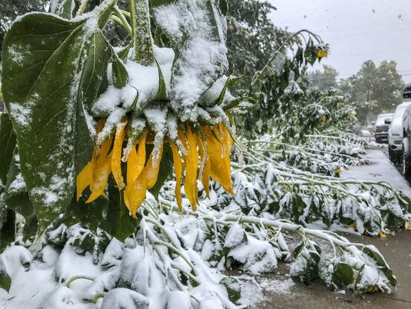 Early-season snowstorm wallops northern Rocky Mountains