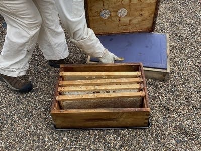 honey and bees visit 