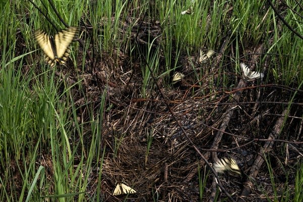 Swallowtail butterflies are seen near a burned site