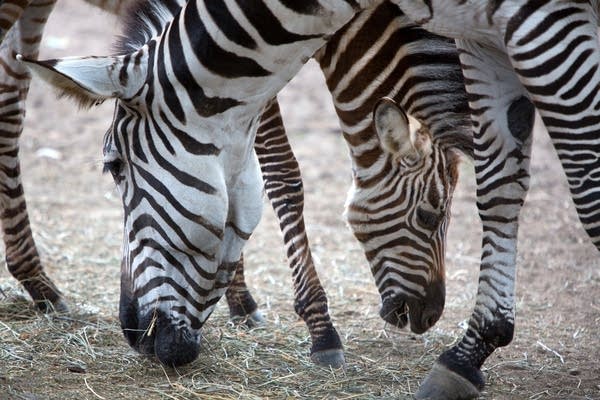 Baby zebra