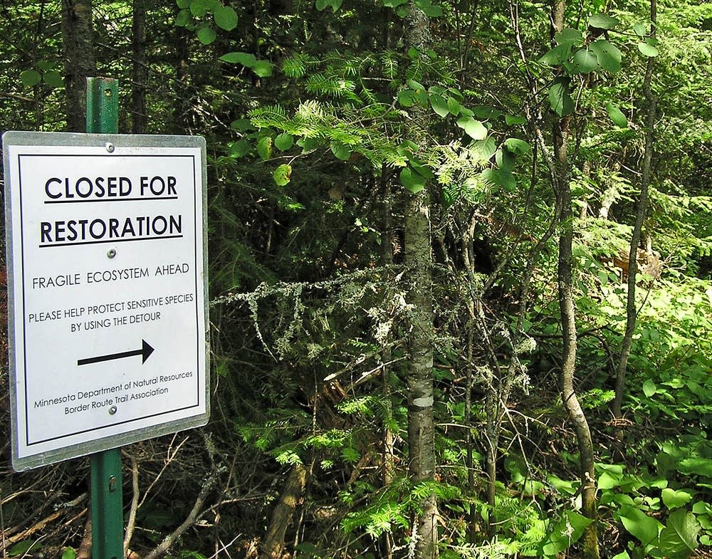Forest detour