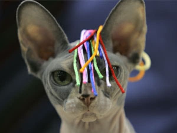 Sphynx cat