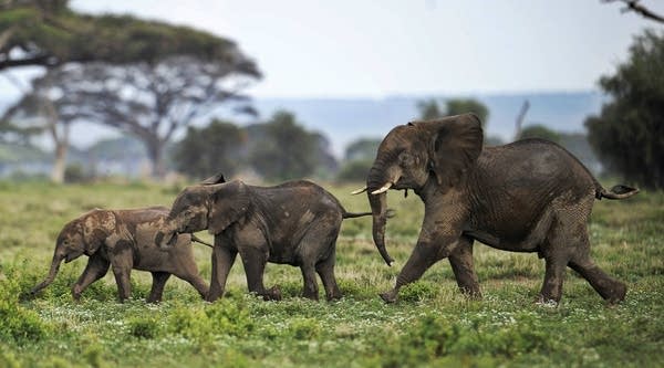 08/18/2017: What an elephant can tell us about globalization
