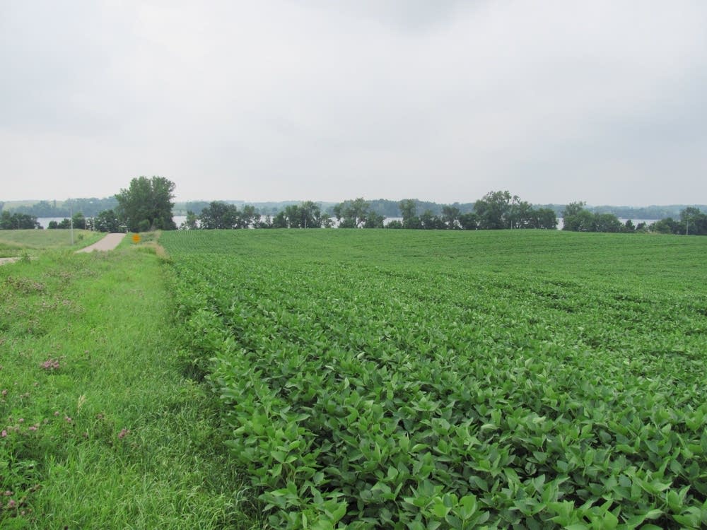 Soybean fields near lake