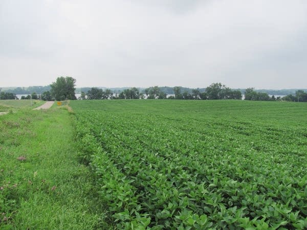 Soybean fields