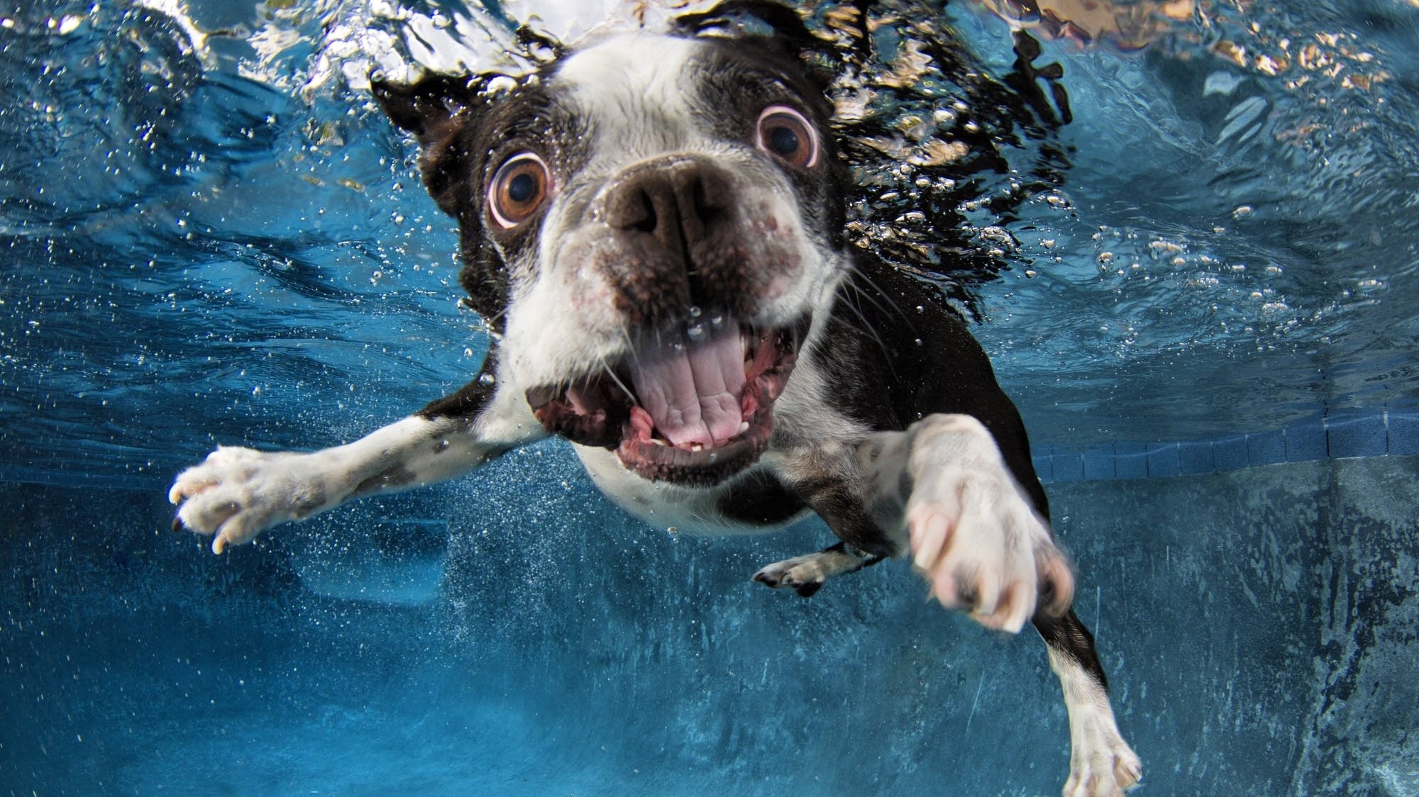 Art Hounds 'Underwater Dogs' in Winona MPR News