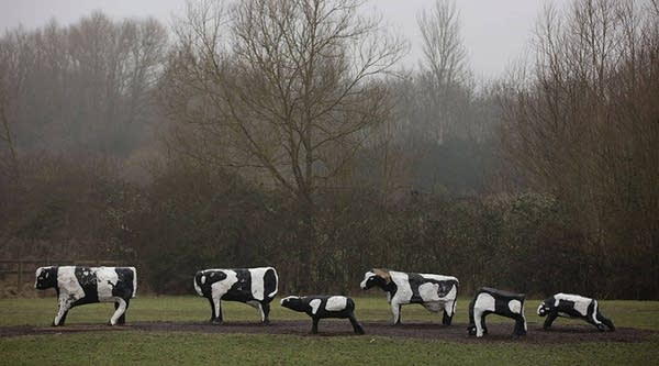 Milton Keynes' famous Concrete Cows sculpture created by Canadian artist Liz Leyh in 1978, stand on the outskirts of the English town.