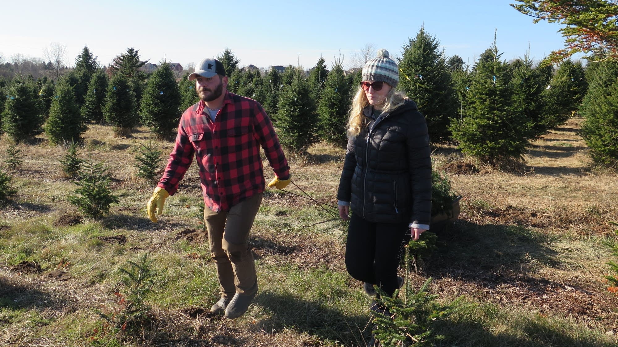 Traditions intertwine at Christmas tree farm in Lake Elmo MPR News