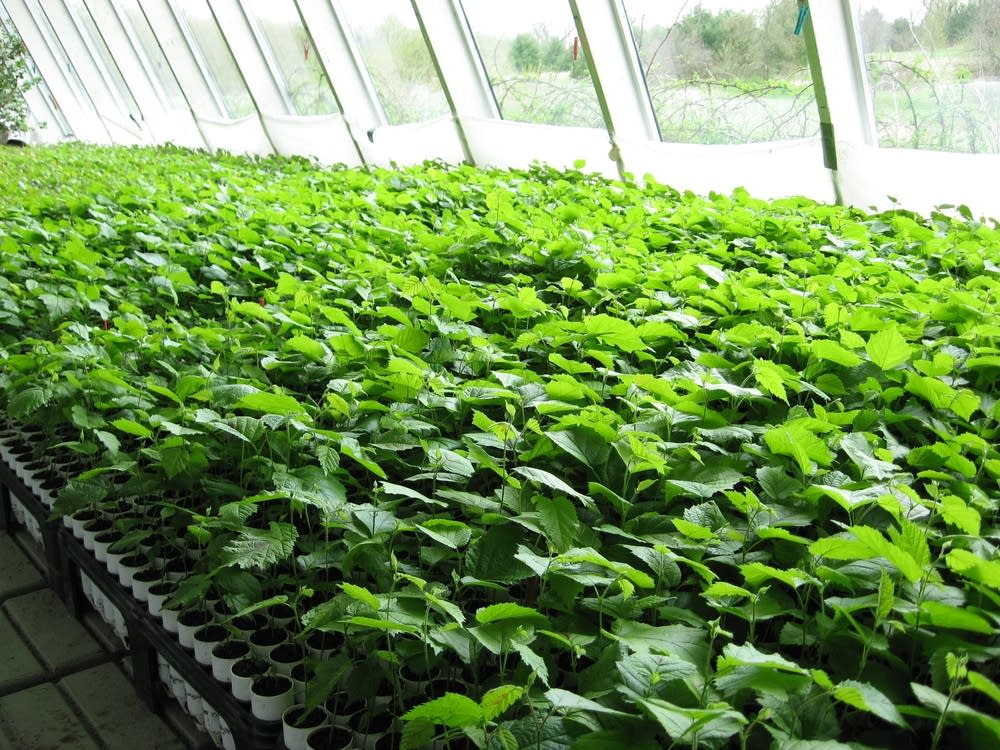 Philip Rutter's Greenhouse