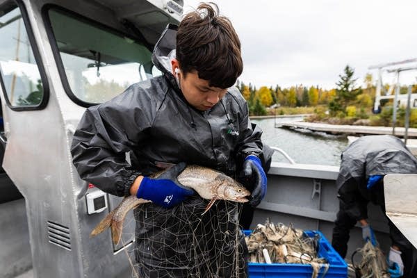Lake Superior tribal lake trout netting