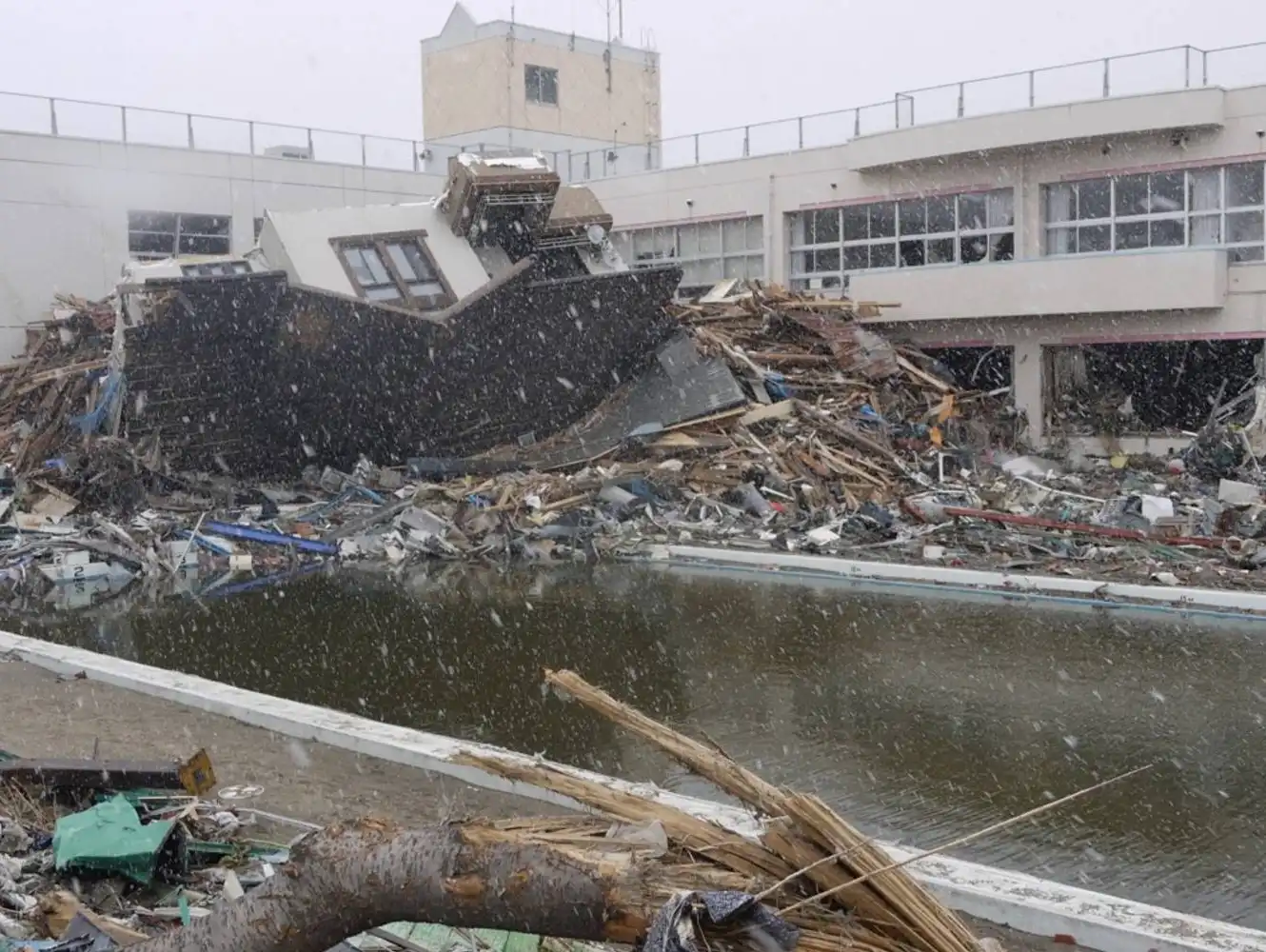 洋書 Japan and Natural Disasters Researchers study surge of sea critters from 2011 Japanese