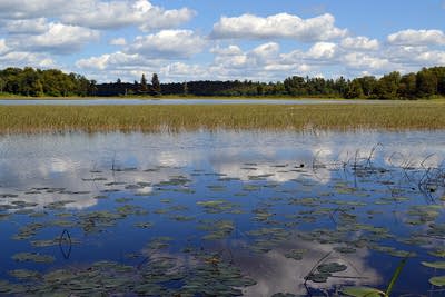 A blue wetland 