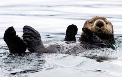 Sea otter