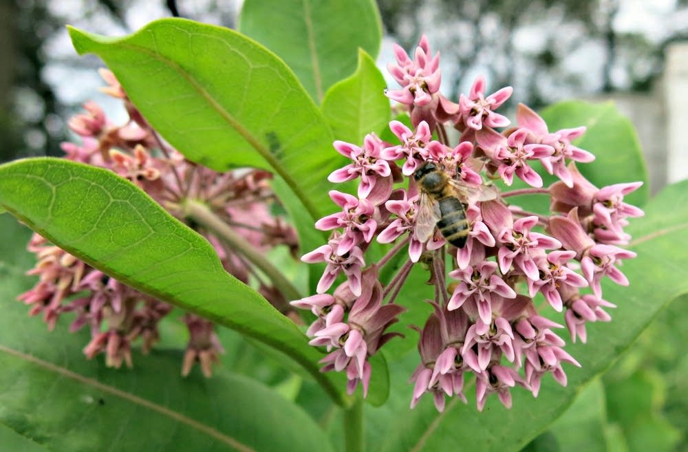 A honeybee sat on a milkweed plant