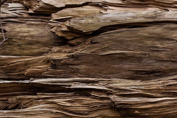 A felled, dead hemlock tree