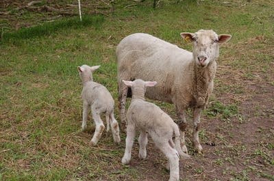 Ewe and lambs
