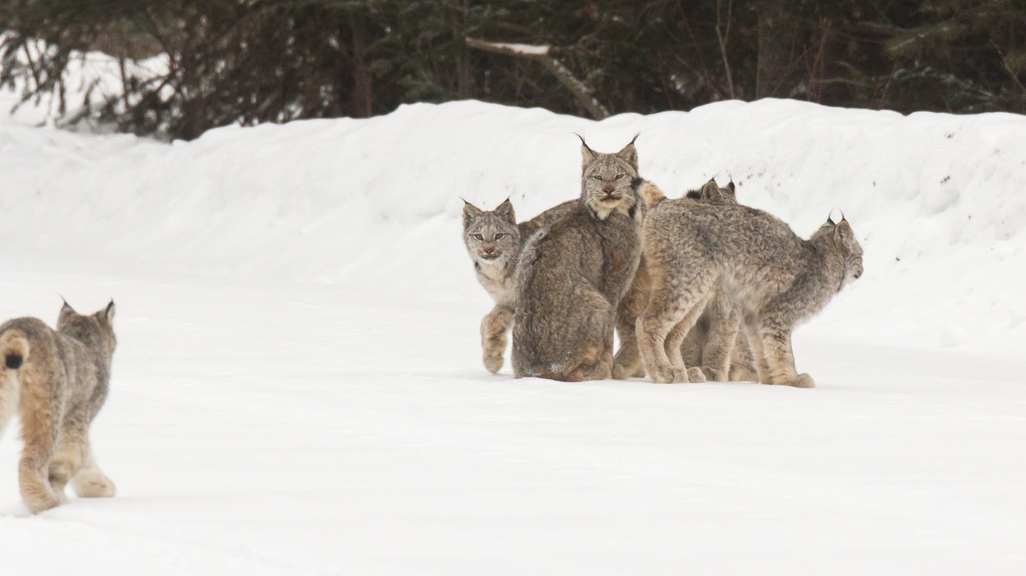 'I couldn't believe it' Tofte photographer stumbles on rare lynx