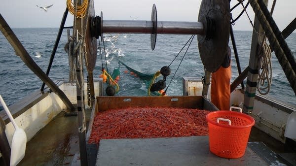 Warming waters have contributed to long-term declines in Northern shrimp and a fishery closure that now runs until 2028.
