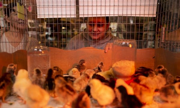 Customer Heather Hilgart looks over baby chicks