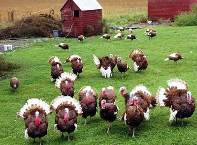 Bourbon Red turkeys