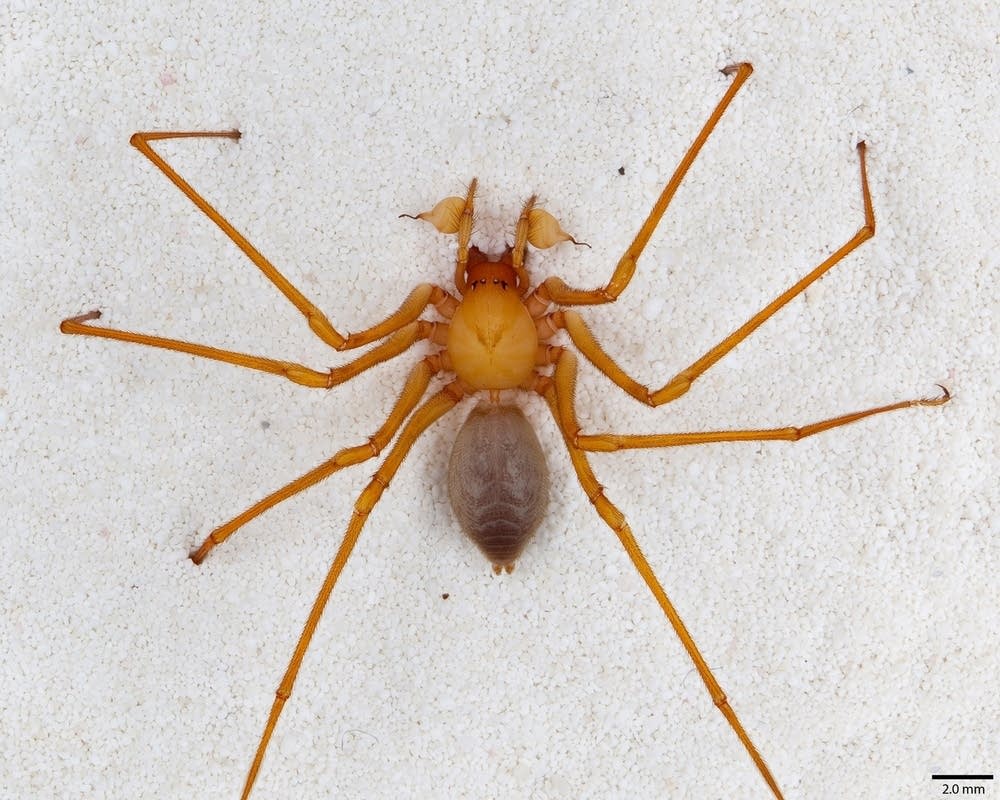 New spider family