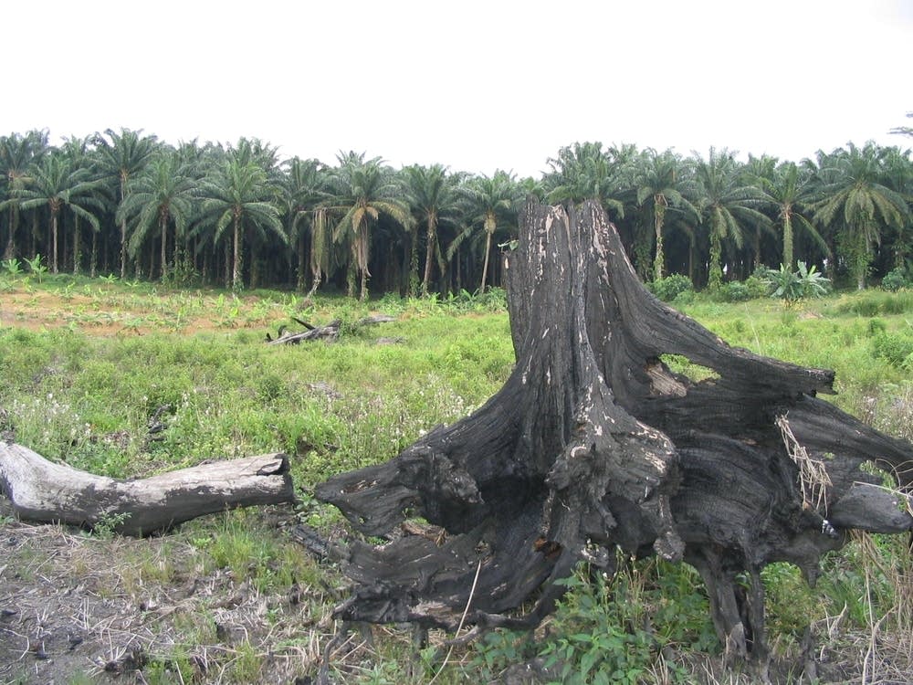Tropical rainforest