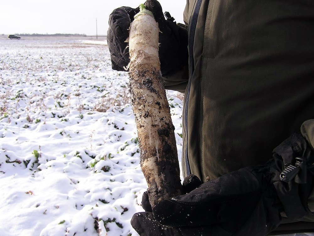Tillage radish