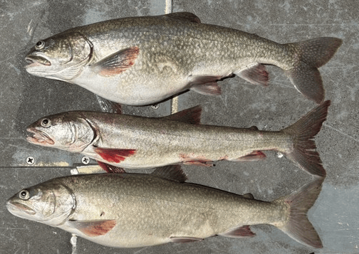 zombie lake trout
