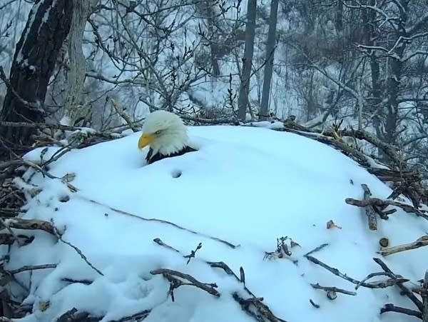 A bald eagle nearly buried by fresh snow