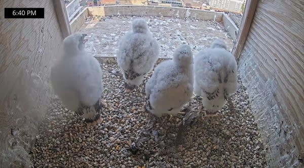 Four white falcon chicks stand in a nest box.