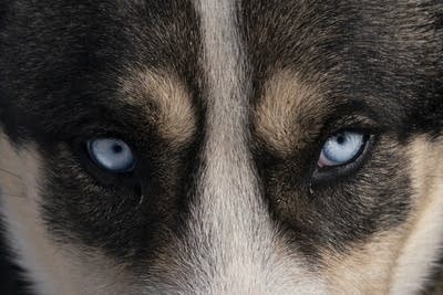 Close-up of a dog's blue eyes.
