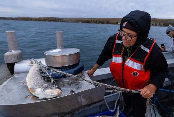 Lake Superior tribal lake trout netting