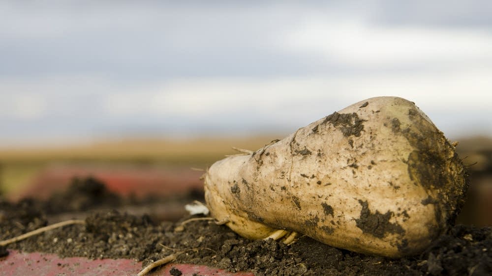 Bad news for Minnesota sugar beet farmers | MPR News