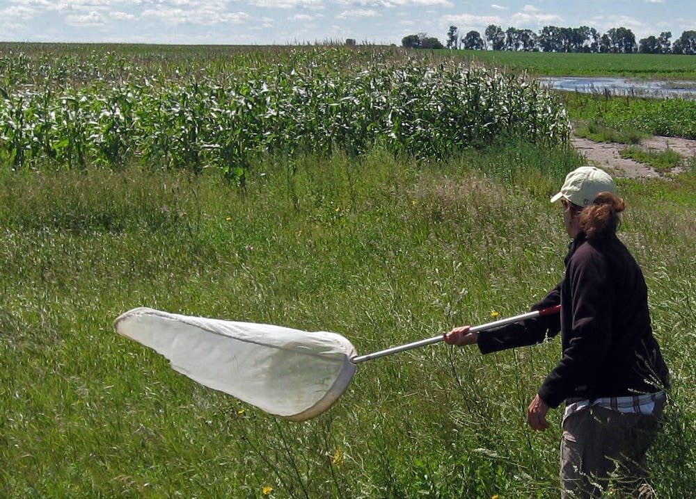 Sweeping for bees