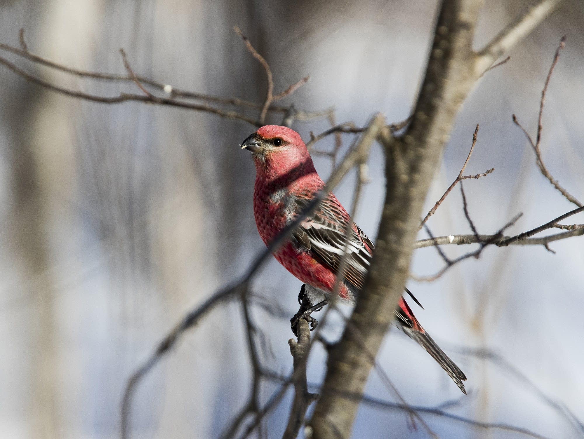 Pine Grosbeak