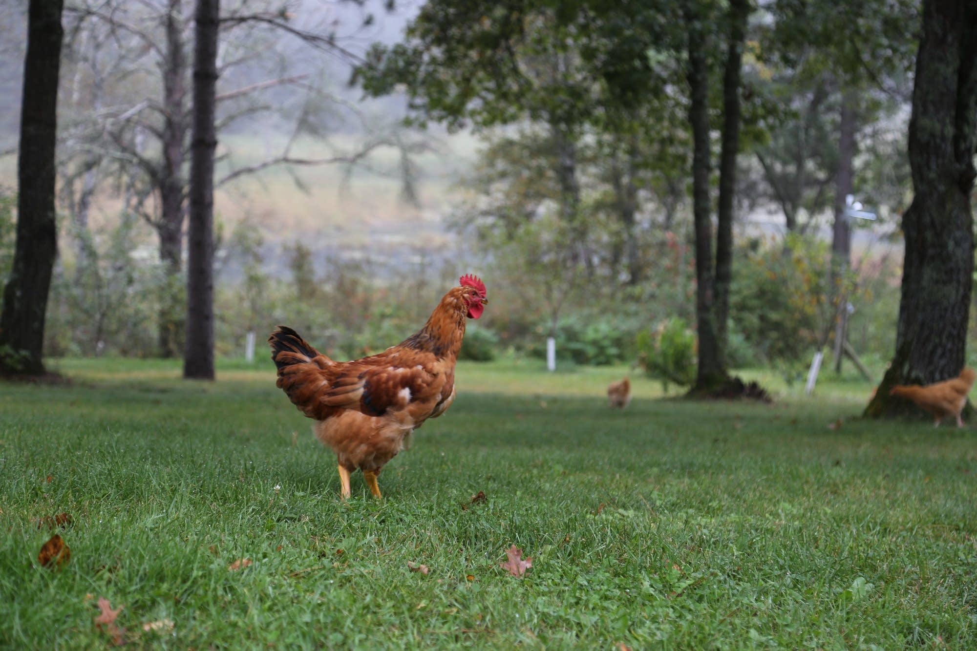 Egg-laying chickens wander around outside