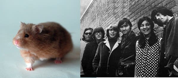 Hamster and Jefferson Airplane