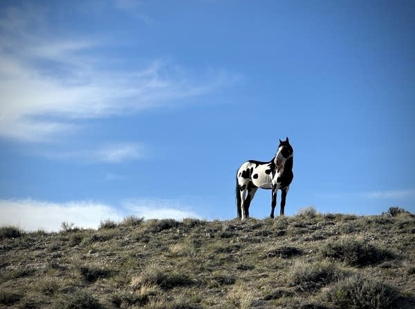A black and white horse stands on the sagebrush landscape.