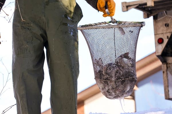 fish in a net
