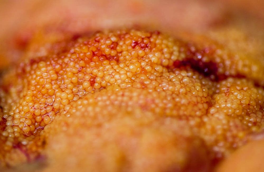 Photos Herring eggs are 'Lake Superior Gold' for Grand Marais fishery
