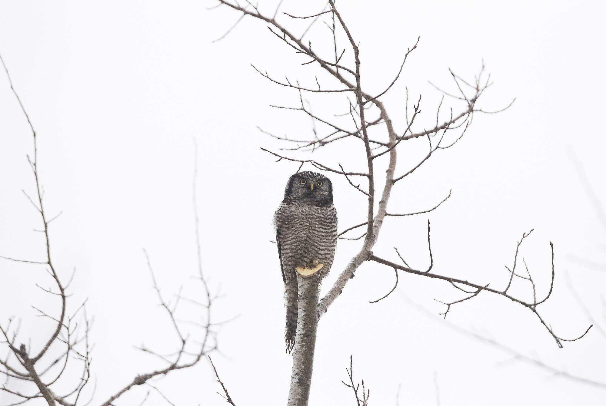 A northern hawk owl rests on a stump.