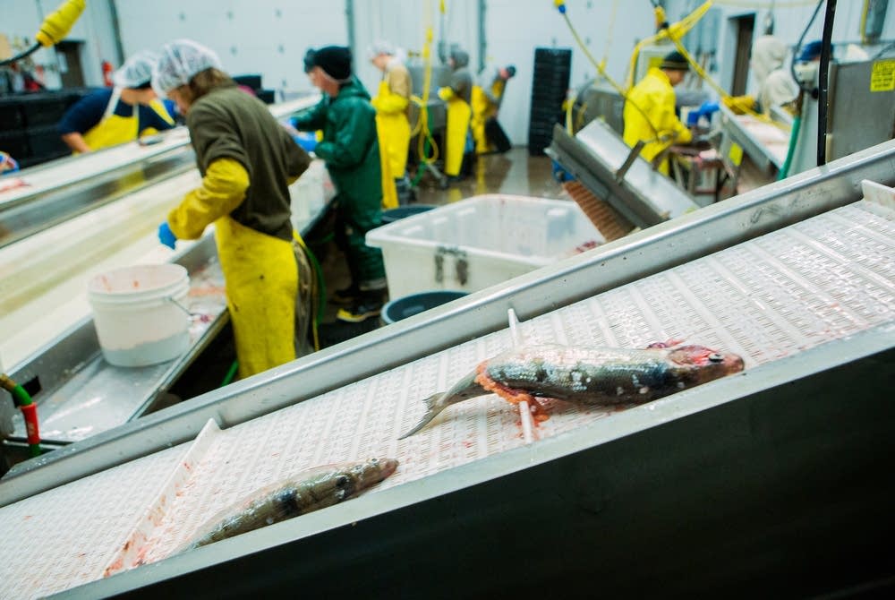 Processing herring