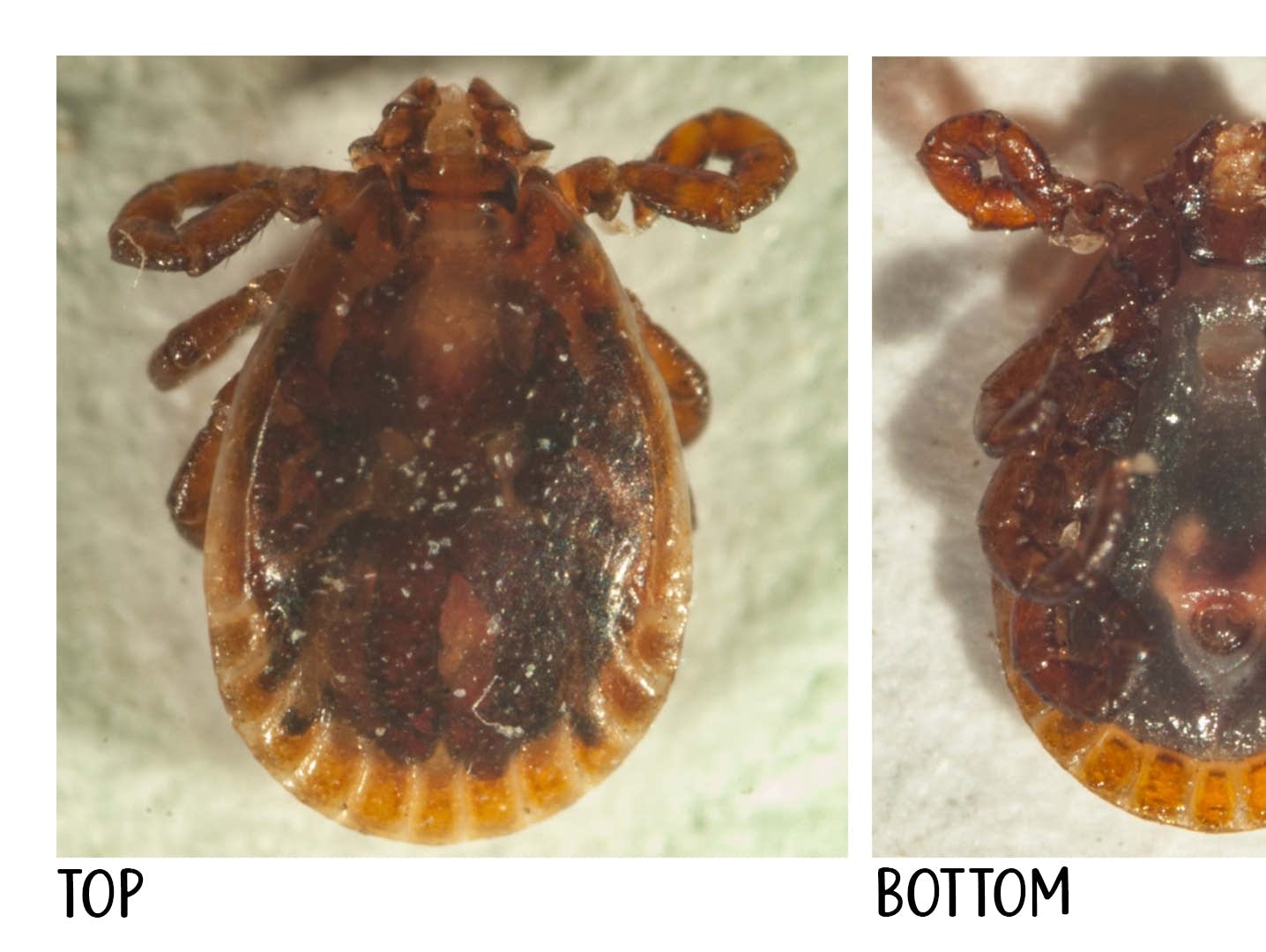 Be prepared! New ticks are moving north, but scientists offer hope