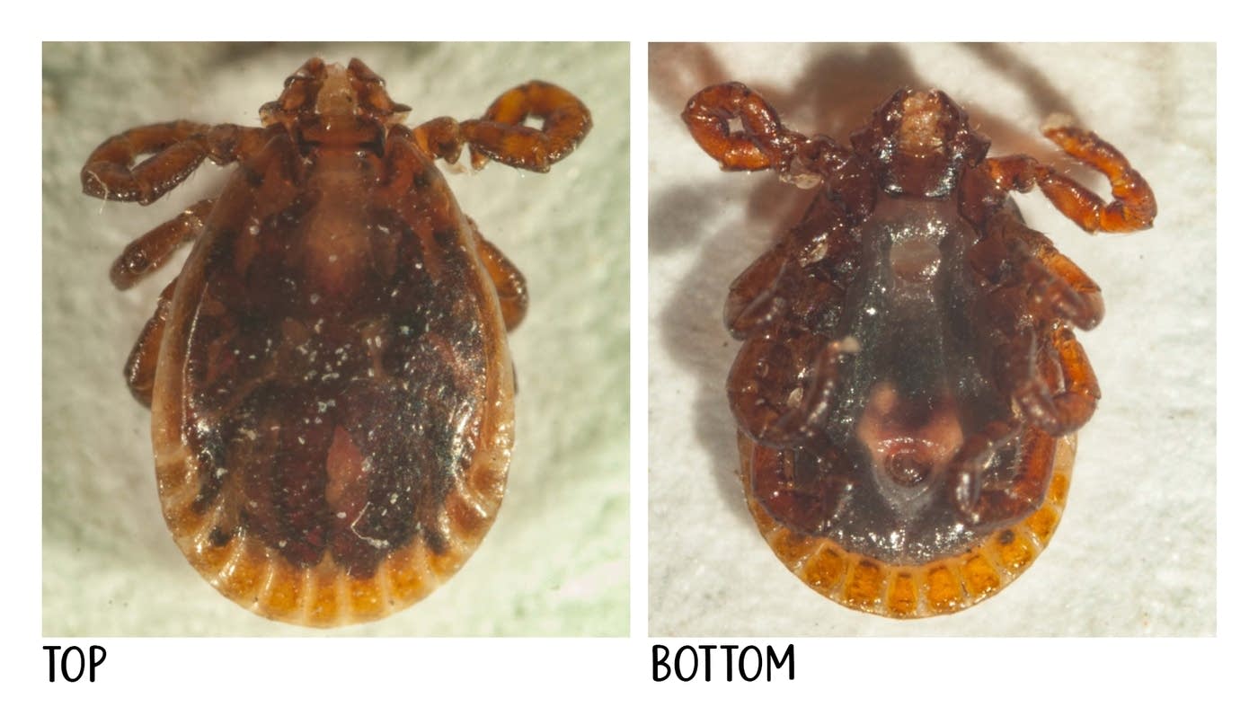 Be prepared! New ticks are moving north, but scientists offer hope