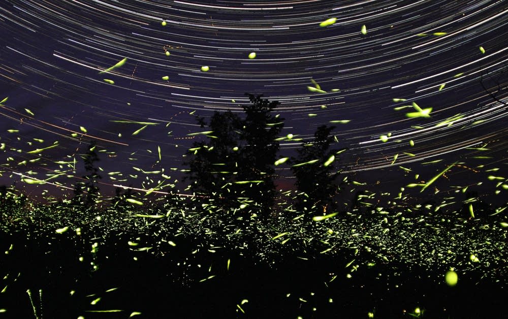 Fireflies