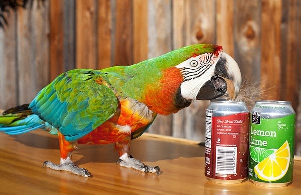 Zac---Most-Soda-Cans-Opened-By-A-Parrot