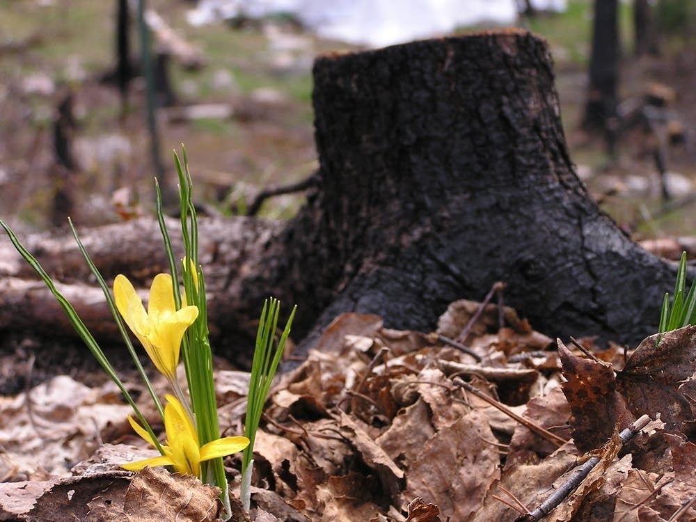 Regrowth